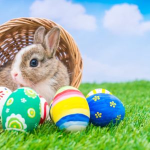Easter Bunny Photos in April