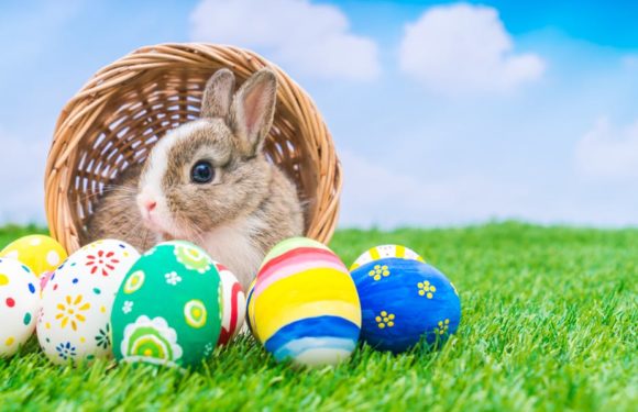 Easter Bunny Pictures & Schedule