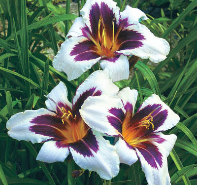 Daylily Show & Plant Sale